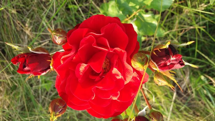 20160523_191244 - United colors of Roses