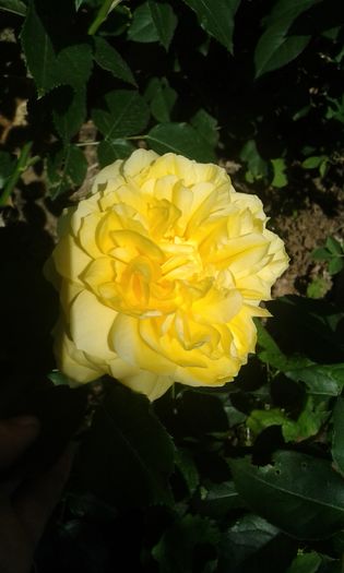 075