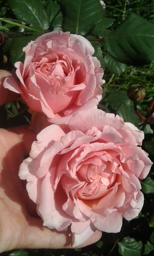 086