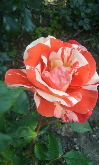 078