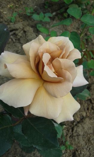 097