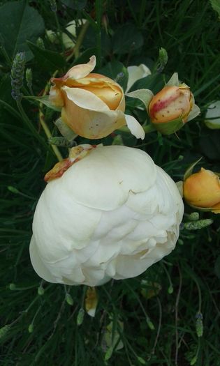 087