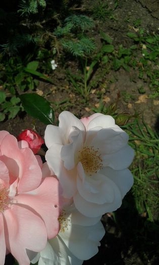 068