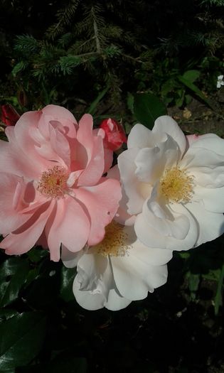 067