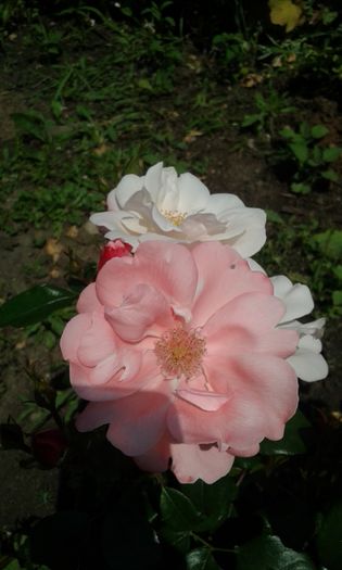 066