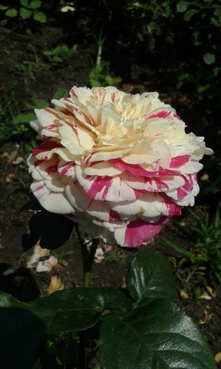 065
