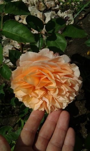 038