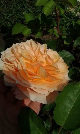 037