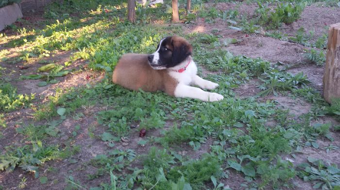 SAINT BERNARD