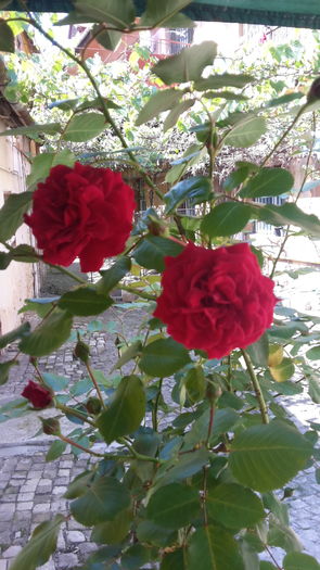 20160523_153301 - Trandafir copacel Rosu