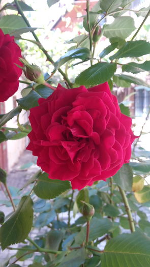20160523_153318 - Trandafir copacel Rosu