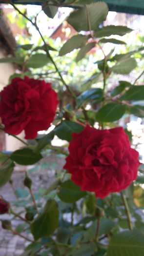20160523_153313 - Trandafir copacel Rosu