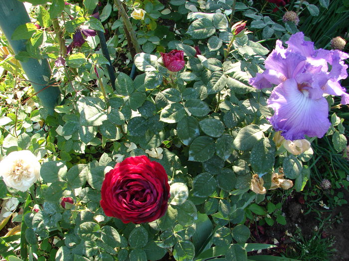 23 (82)Gospel si Feature Attraction