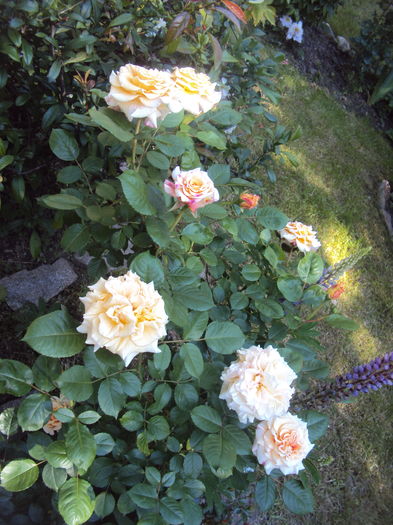DSC01614 - 2016 Gradina rozelor