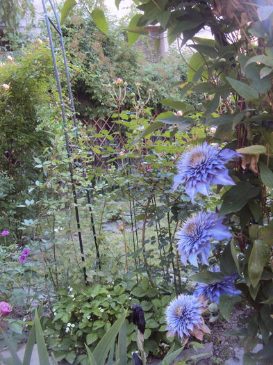DSC01618 - CLEMATITE