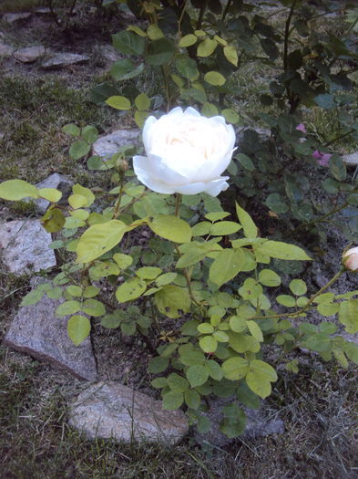 DSC01636 - 2016 Gradina rozelor