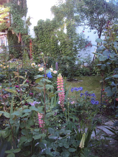 DSC01638 - 2016 Gradina rozelor