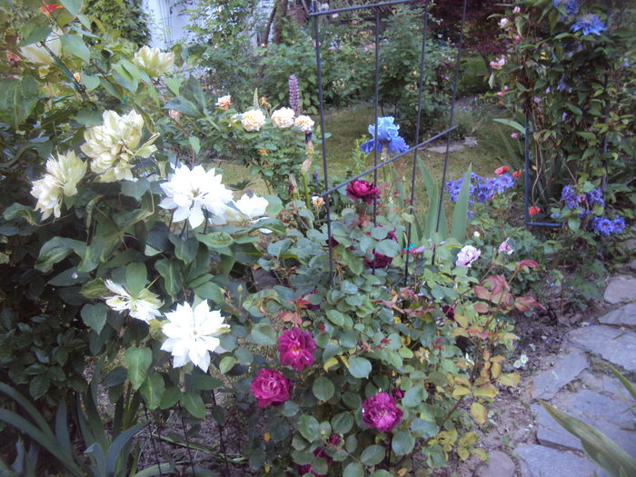DSC01652 - 2016 Gradina rozelor