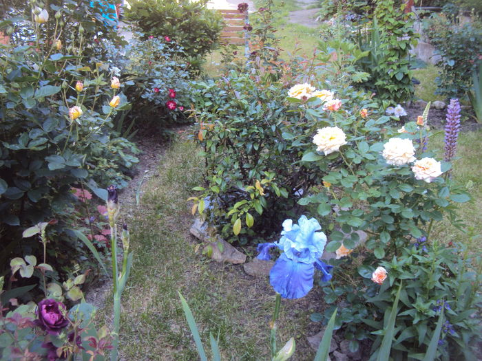 DSC01655 - 2016 Gradina rozelor