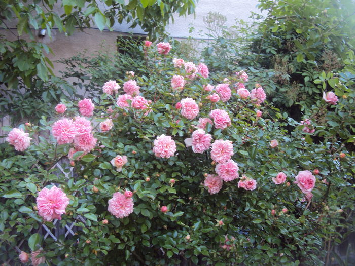 DSC01676 - 2016 Gradina rozelor