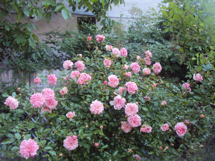 DSC01677 - 2016 Gradina rozelor