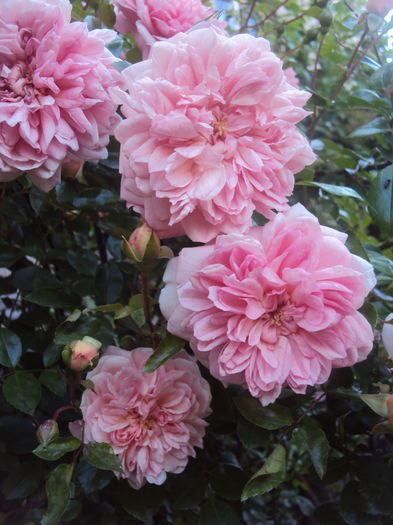 DSC01682 - 2016 Gradina rozelor