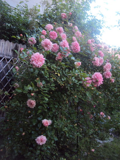 DSC01684 - 2016 Gradina rozelor