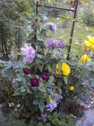 DSC01689 - 2016 Gradina rozelor