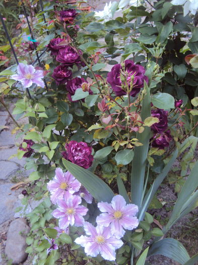 DSC01695 - 2016 Gradina rozelor