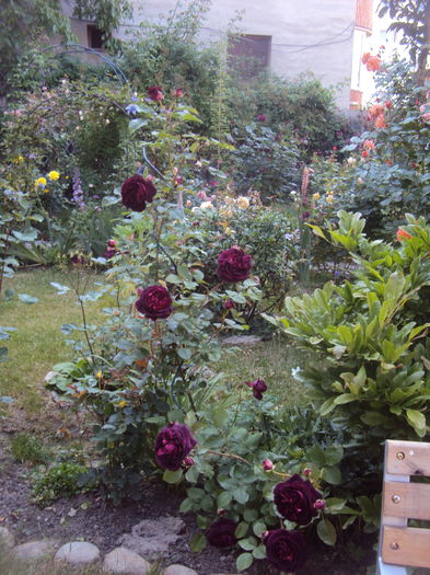 DSC01708 - 2016 Gradina rozelor