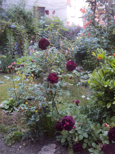 DSC01709 - Munstead Wood
