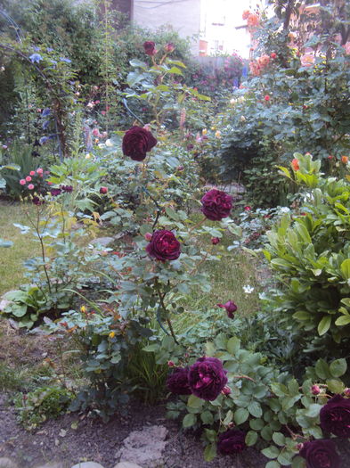 DSC01712 - 2016 Gradina rozelor