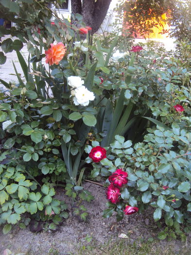 DSC01727 - 2016 Gradina rozelor
