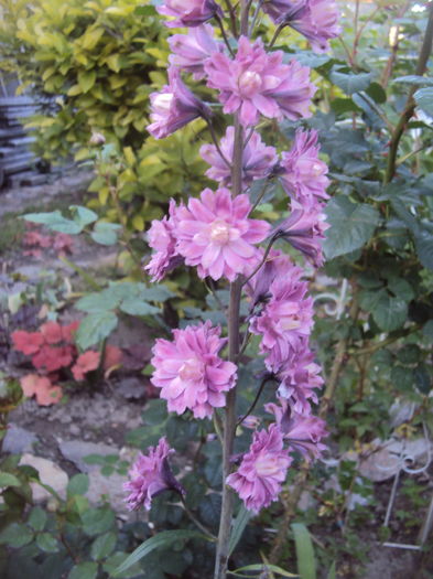 DSC01423 - Geranium si alte perene