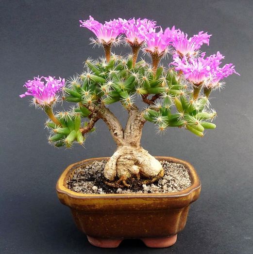 Trichodiadema densum-Gasita - Caut  Wishlist