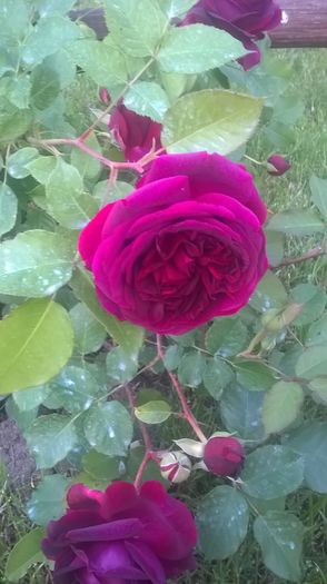 dimov 67 - Trandafiri 2016