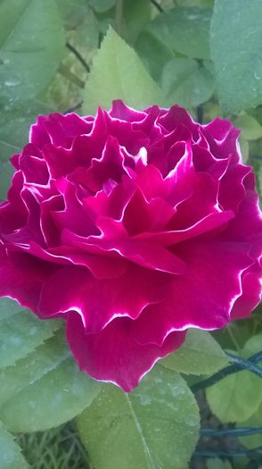 baron girod - Trandafiri 2016