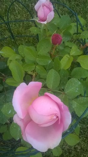 dames de chenonceau - Trandafiri 2016