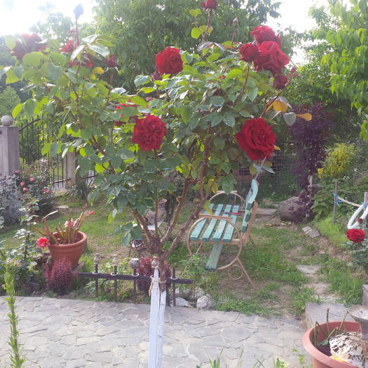 IMG_20160523_184349 - trandafiri 2016