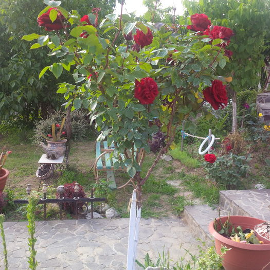 IMG_20160523_184403 - trandafiri 2016