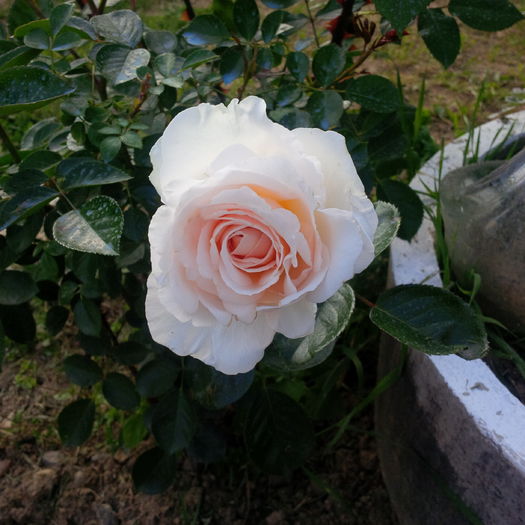 IMG_20160523_184505 - trandafiri 2016