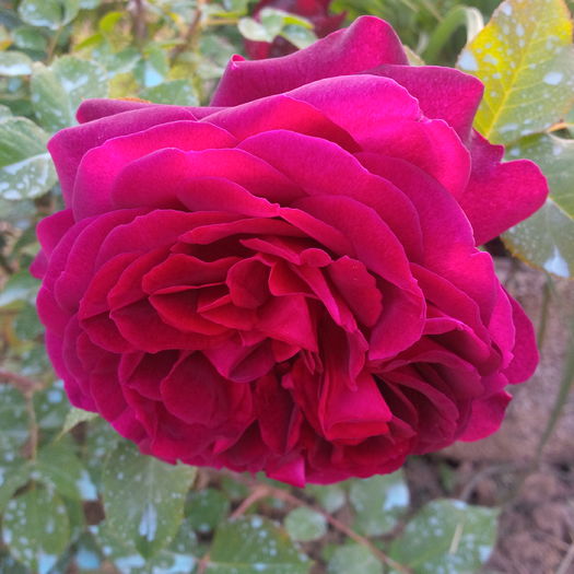 IMG_20160523_184538 - trandafiri 2016