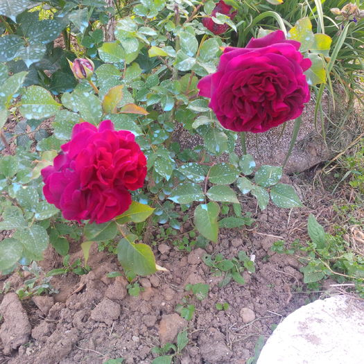 IMG_20160523_184604 - trandafiri 2016