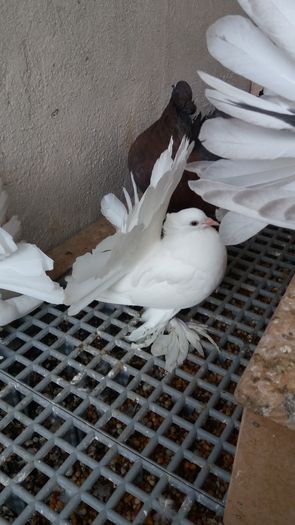 F