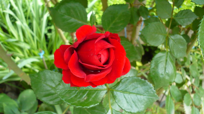 P1150081