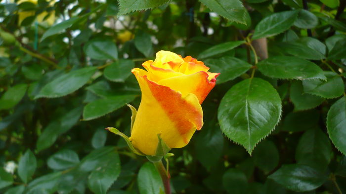 P1150094 - trandafiri si flori 2016