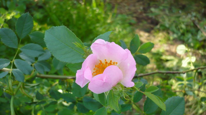 P1150098
