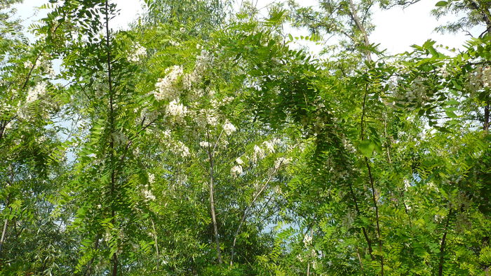 P1150104