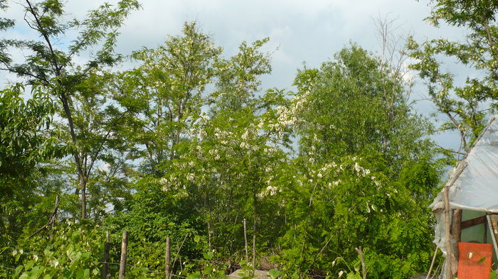 P1150106