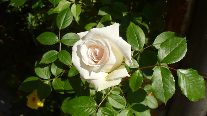 P1150133